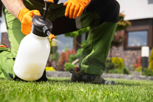 Flea Control Services in Rocky Top, TN